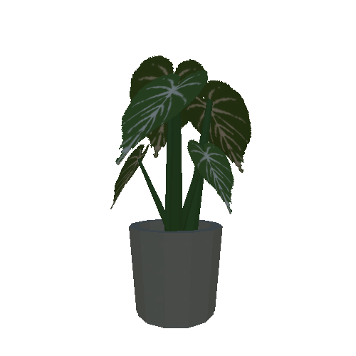 pot plant big_1